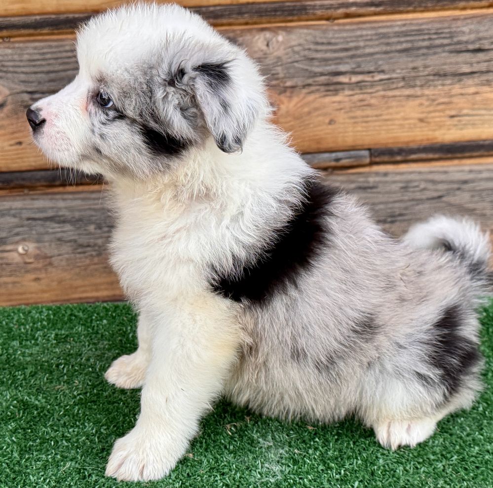 Border Collie Piesek  FCI.  Top