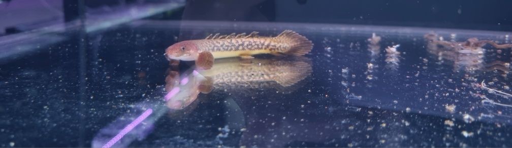 Polypterus teugelsi (wielopłetwiec marmurkowy)