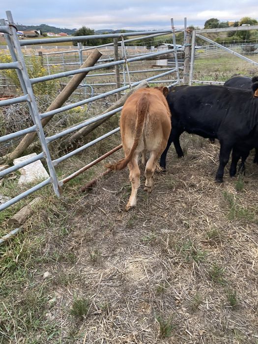 Lote de vitelas cx de limousines