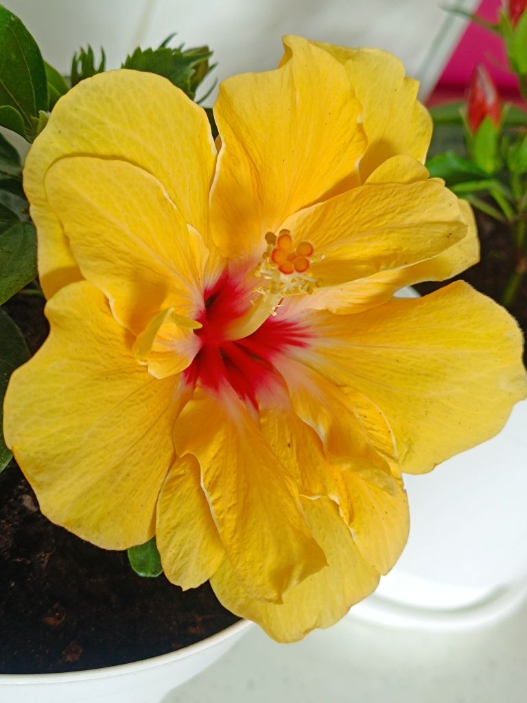 Hibiskusy piękne rosliny, róża chińska, hibiscus