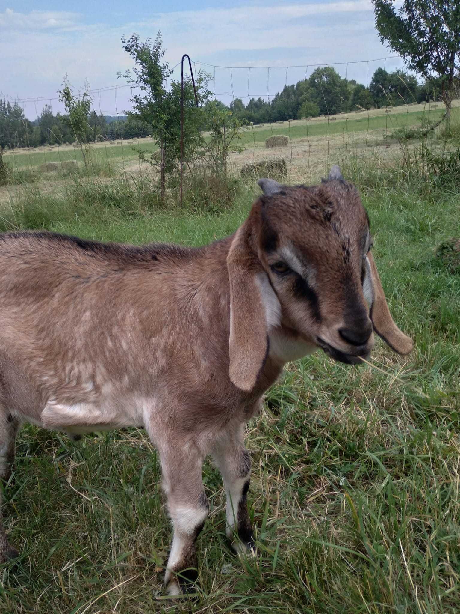 koziolki na sprzedaz