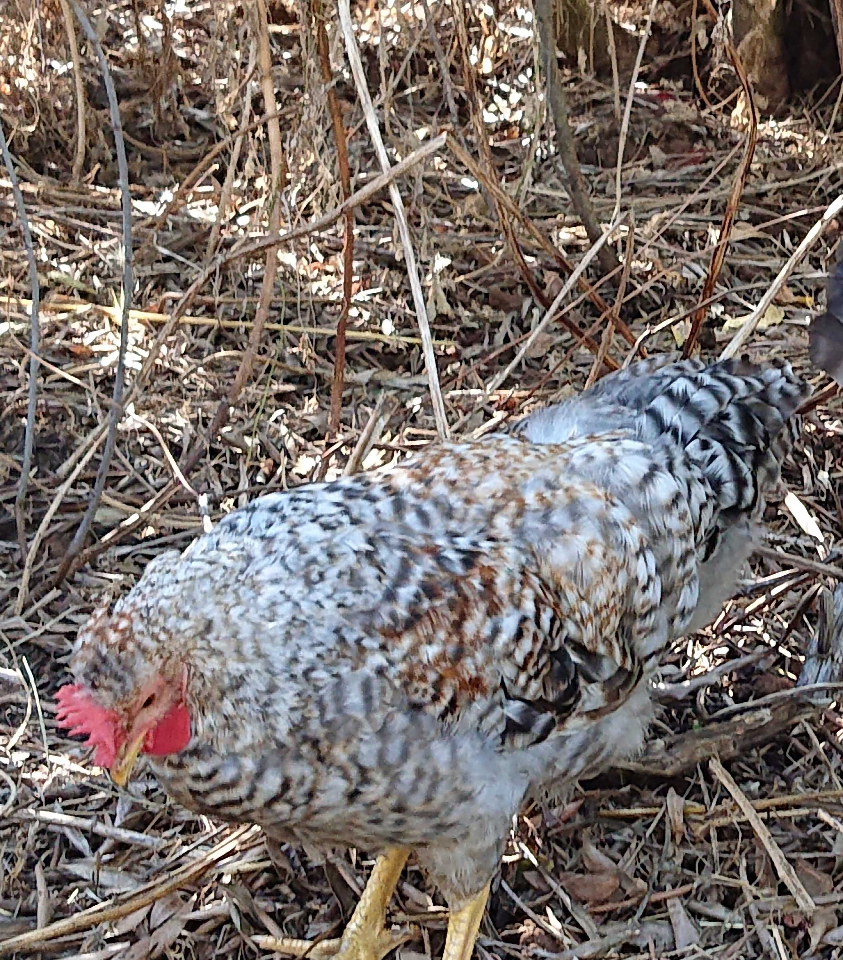 Galos cream legbar