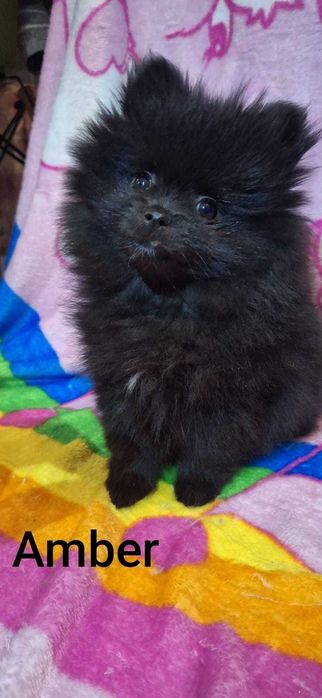 Szpic miniaturowy pomeranian