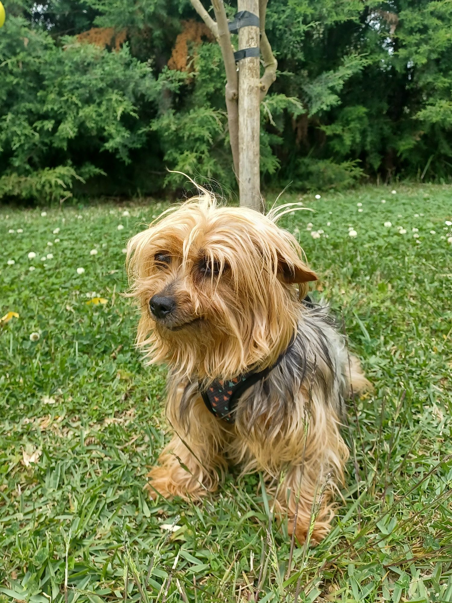 Yorkshire Terrier fêmea com cerca de 7 anos para adoção