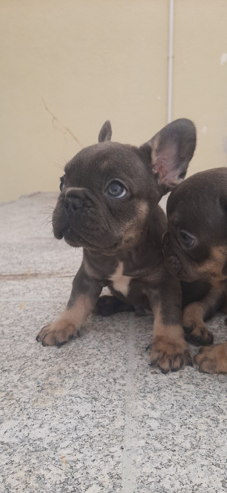Bulldog Francês blue   tan