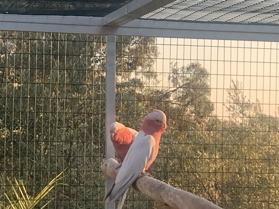 1-1 Cacatua Galah branco recessivo (2024)
