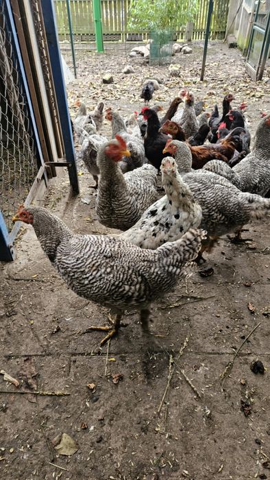 Koguty Amrock Amrok 6 miesięczne rasowe bardzo ładne