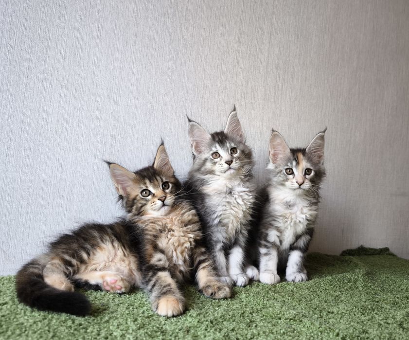 Мейн кун кошенята.