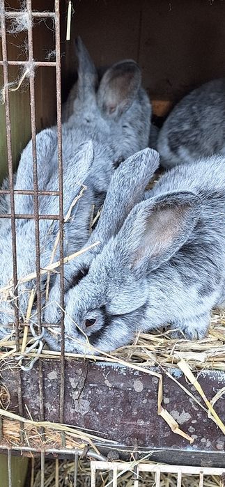 Sprzedam króliki jasnosrebrzyste wjs