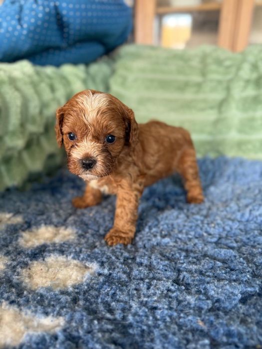 CAVAPOO  piesek mix Cavalier King Charles Spaniel & Pudel toy