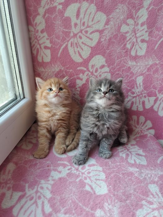 Шикарные сибирские котята