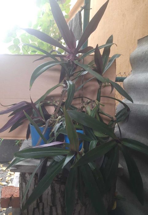 Бегония, Пеларгония, Калачик, Рео, Ладья Моисея. Домашні рослини.