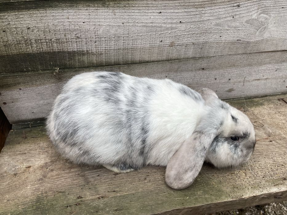 Кролі французький баран