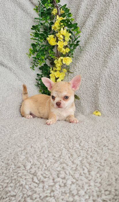 Estupenda mini Merle de Qualidade. Linhagem Russa