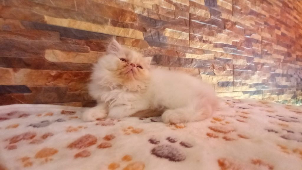 Gatinha persa lindíssima