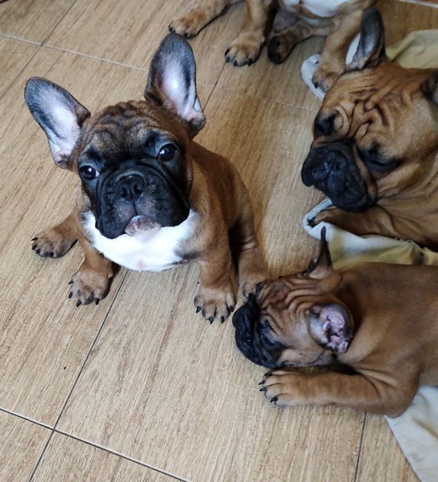 Щенки Французского бульдога