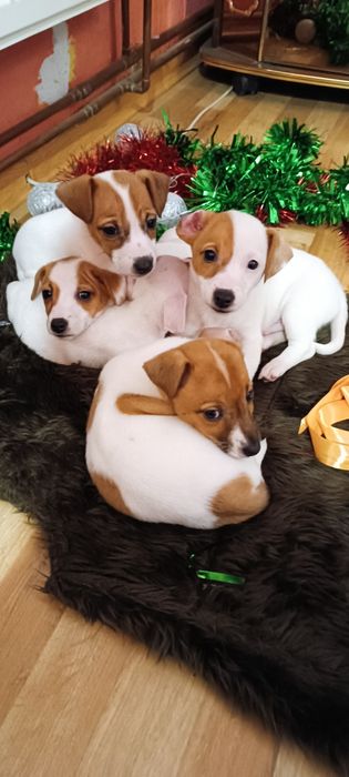 Джек Рассел  цуцики