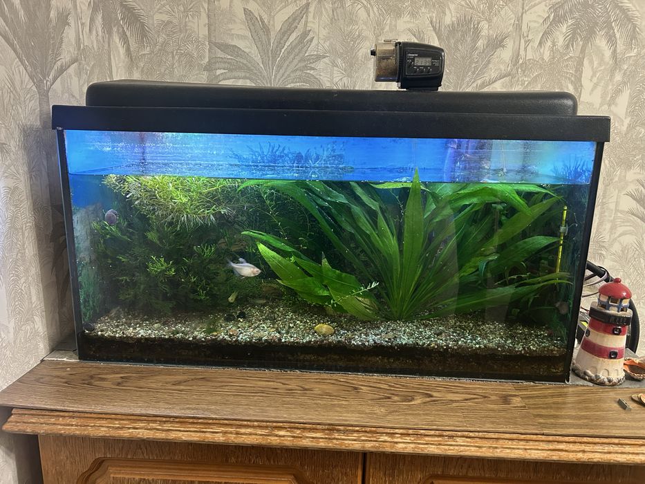Akwarium z roslinkami, rybkami, sprzetem