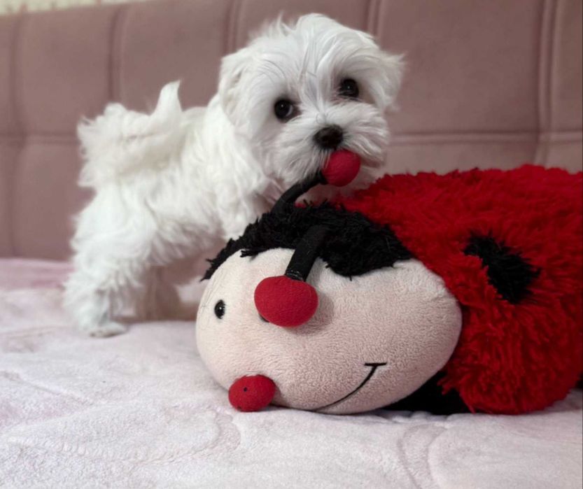 чудова породна дівчинка КСУ