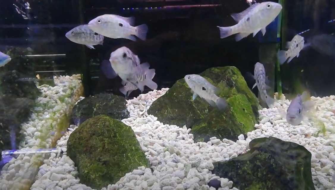 Nandopsis haitiensis 4-5cm
