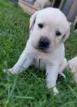 Szczeniaczek Labrador Retriever