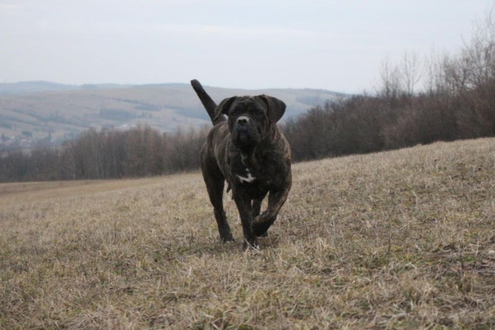 Pręgowana sunia cane corso FCI/zkwp