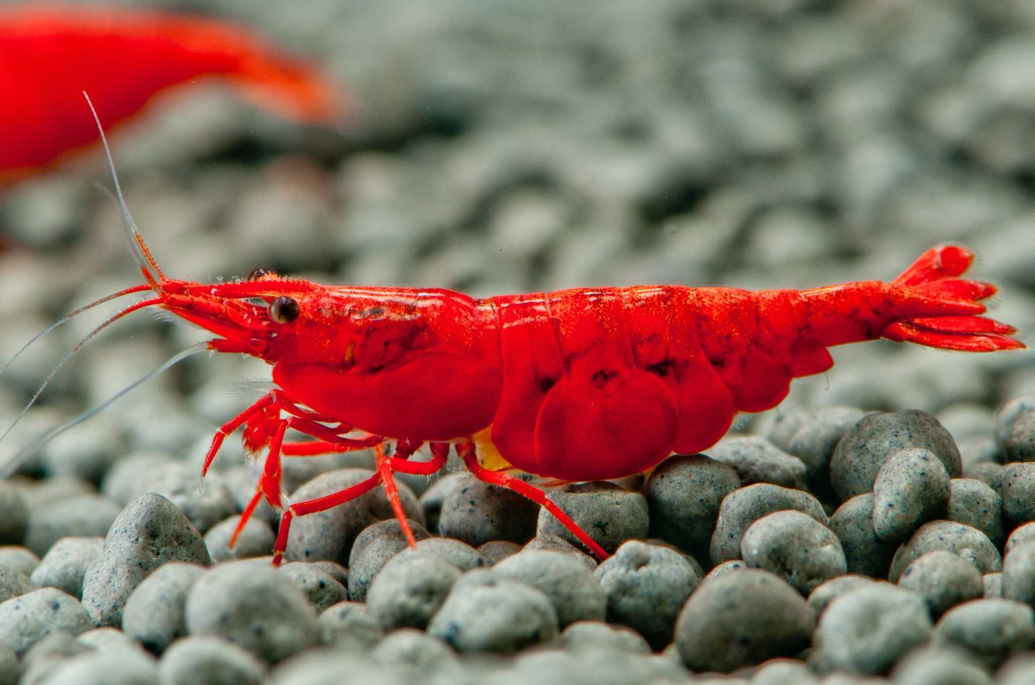 Krewetka BLOODY MARY - Neocaridina - Caridina - dowóz, wysyłka