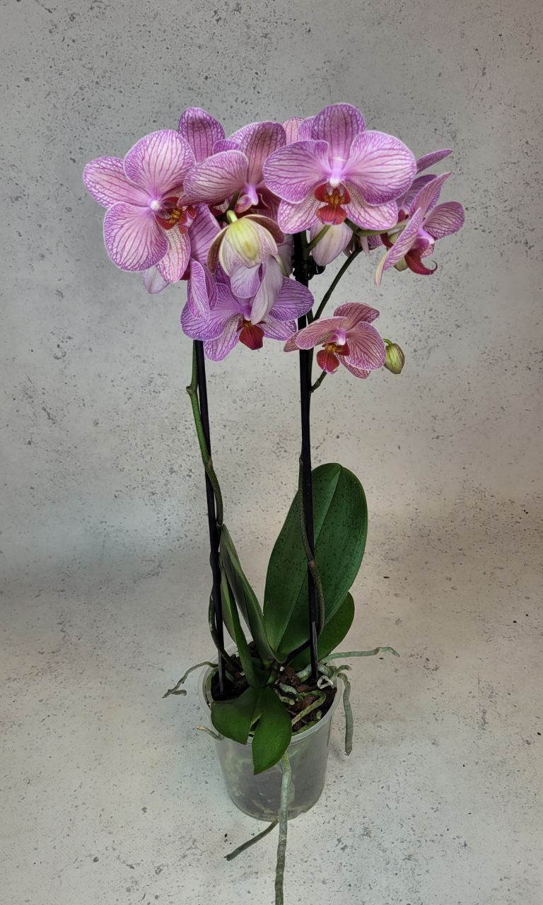 Уцінена Орхидея орхідеї орхидеи орхидея Фаленопсис