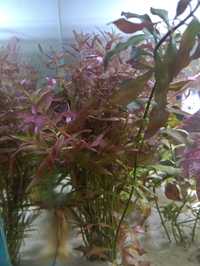 Roślinka rotala rotundifolia