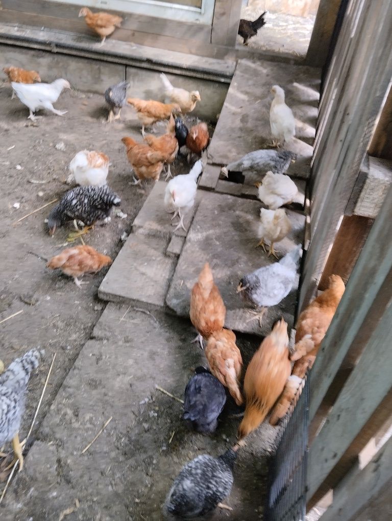 Sprzedam kurki Rossa i gąski kloguckie