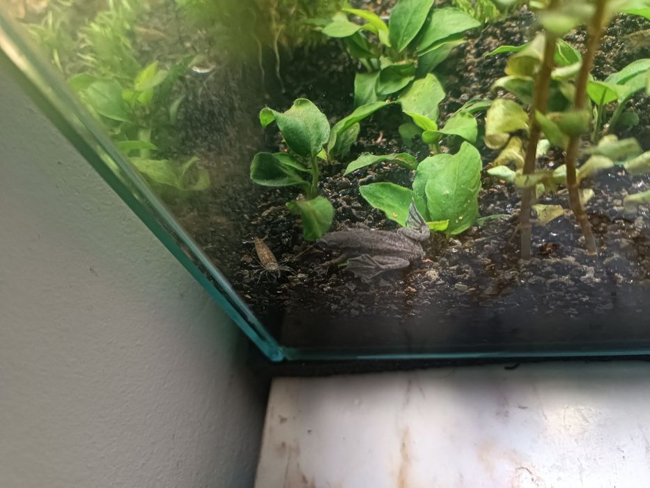 Peixe Rã ana africana 3-4cm para aquário