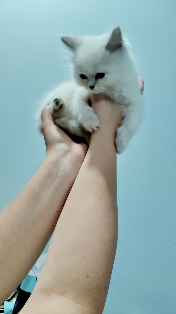 Kociak Ragdoll gotowy do odbioru.