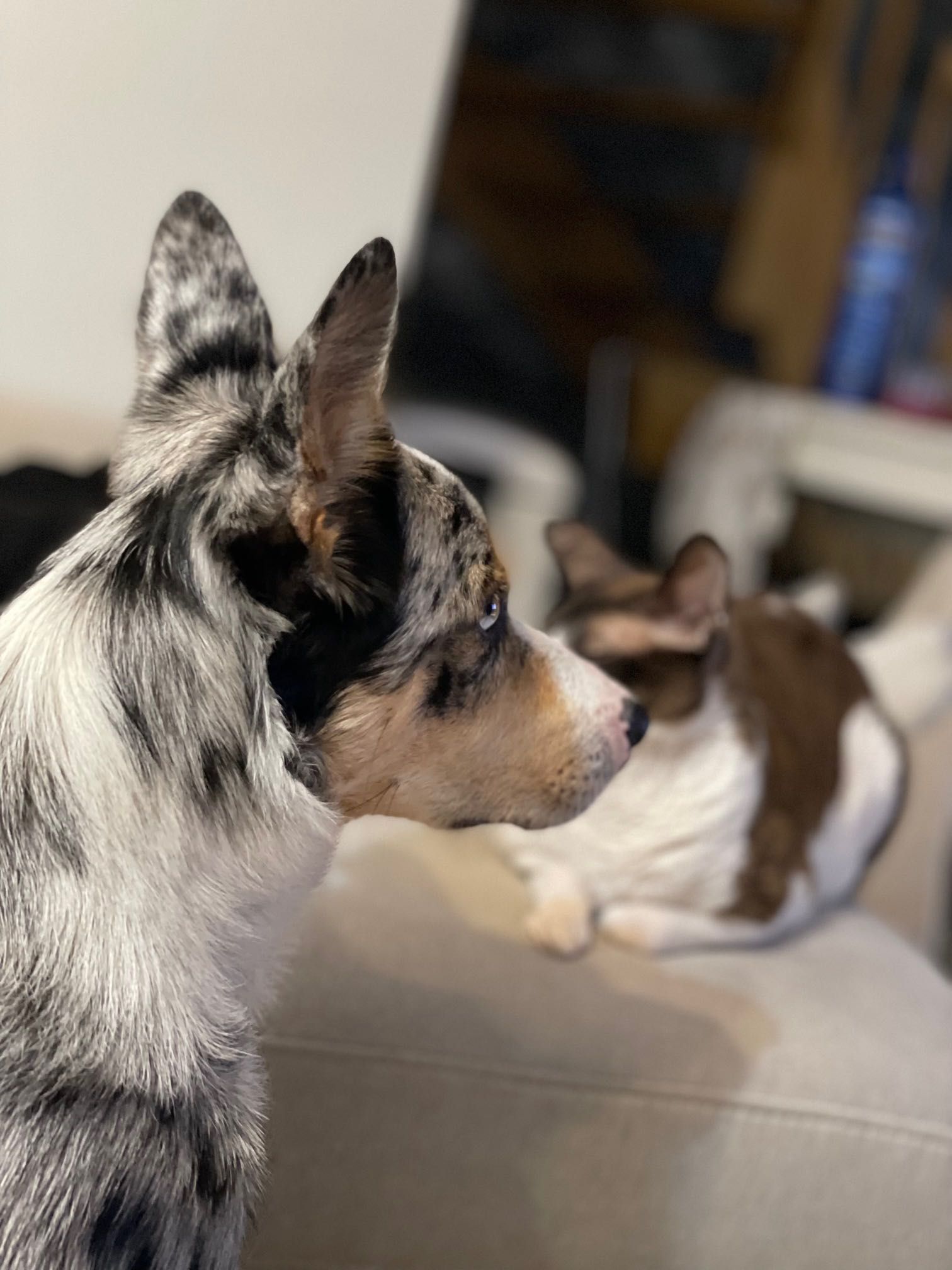 Reproduktor ZKwP/FCI Border collie blue merle tricolor