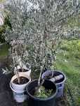 Oliveiras  , galegas , picual cobrançosa