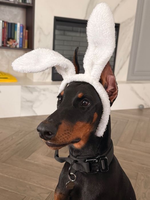 Дівчинка чистокровного добермана