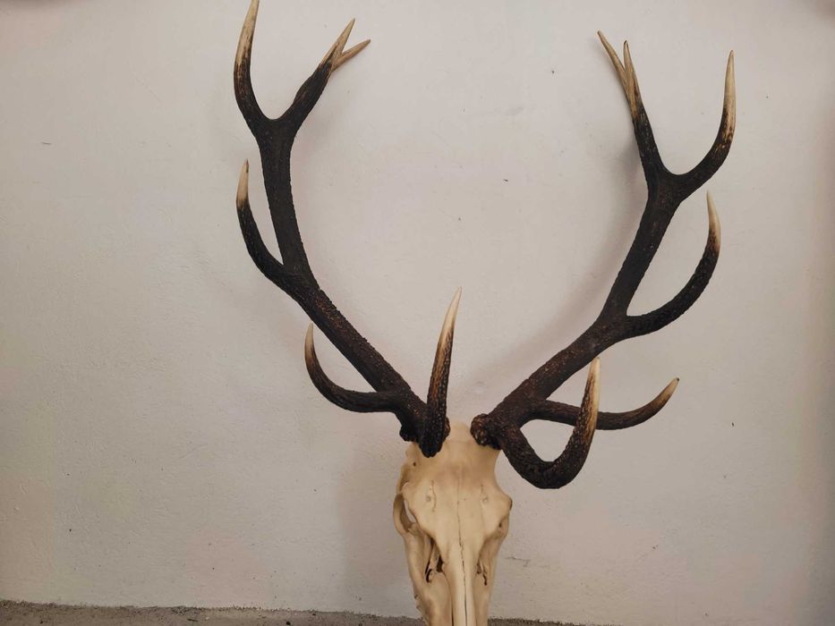 Sprzedam poroże jelenia