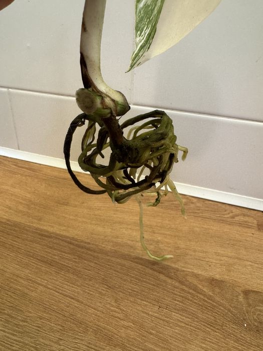 Monstera Variegata szczepka kwiat kwiatek 11cm liść ładna