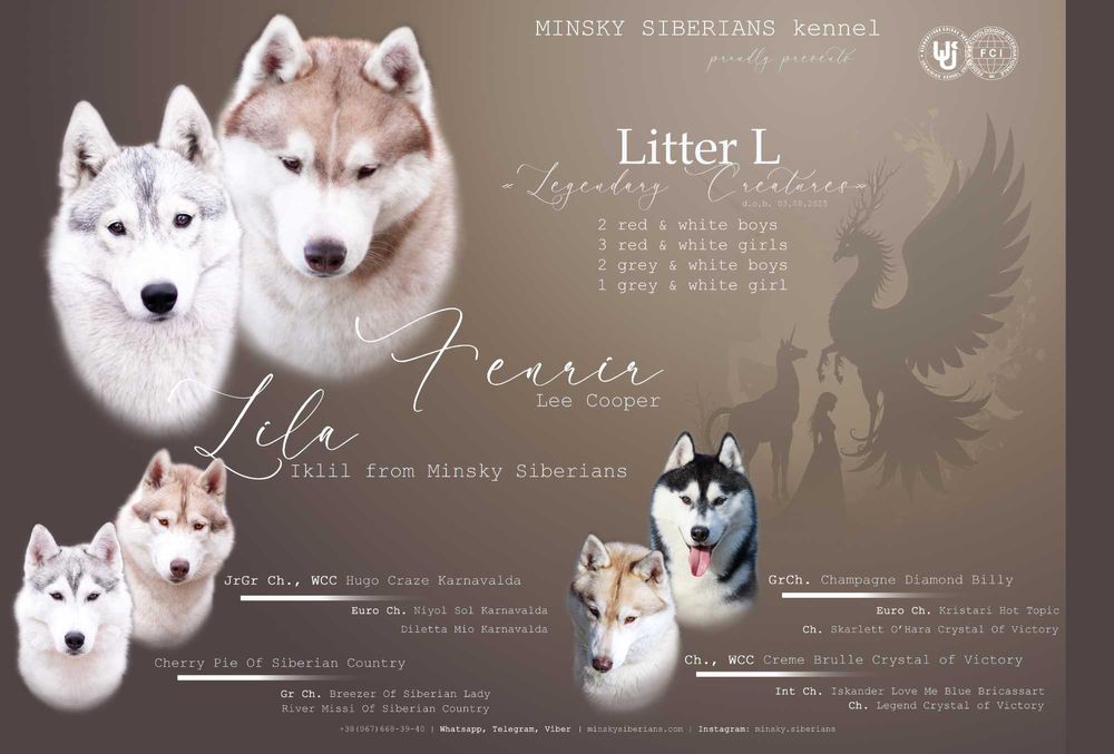 Цуценя хаскі КСУ остання вільна дівчинка щенок хаски