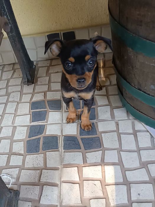 Pinscher super miniatura