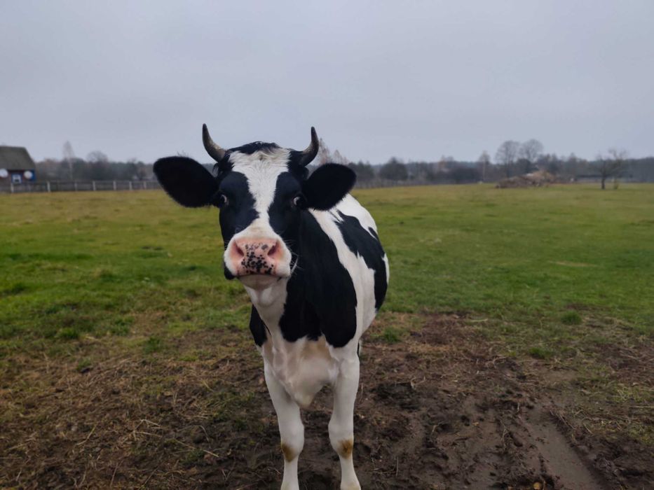 Продам молоду корову