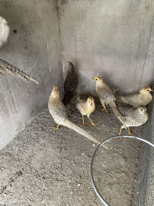 Faisoes gigi so em casais k