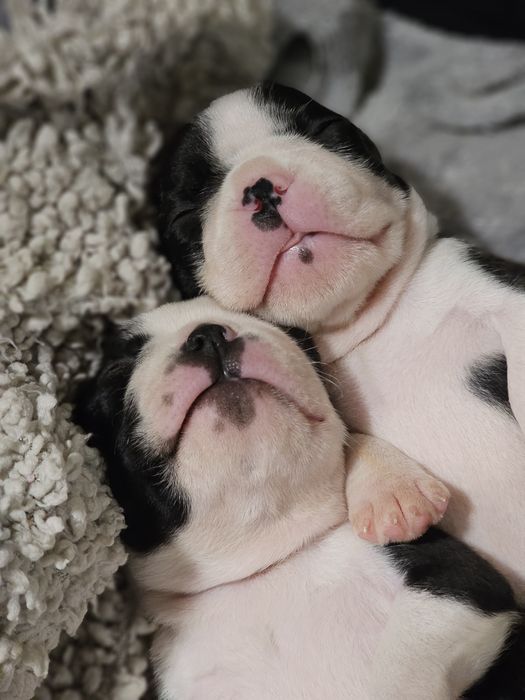 Boston terrier suczka Fci pregowana rezerwacja na grudzień