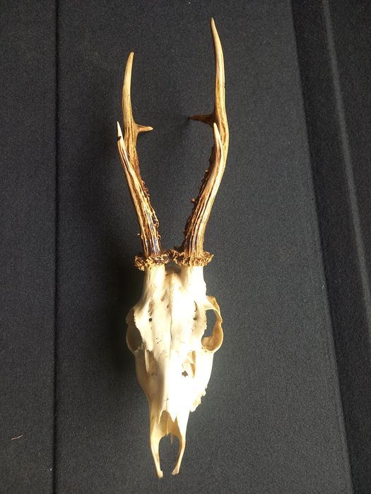 Роги косулі оленя