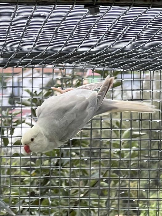 Ring necks  2025 ótimo preço para o lote