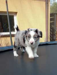 Border Collie piesek blue merle