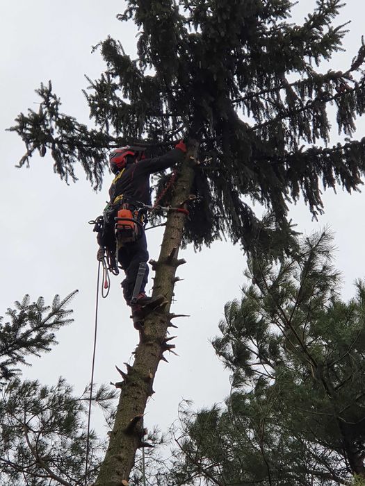 Wycinka drzew, przycinka,  Arborysta. Usługi rębak. Frezarka do karp