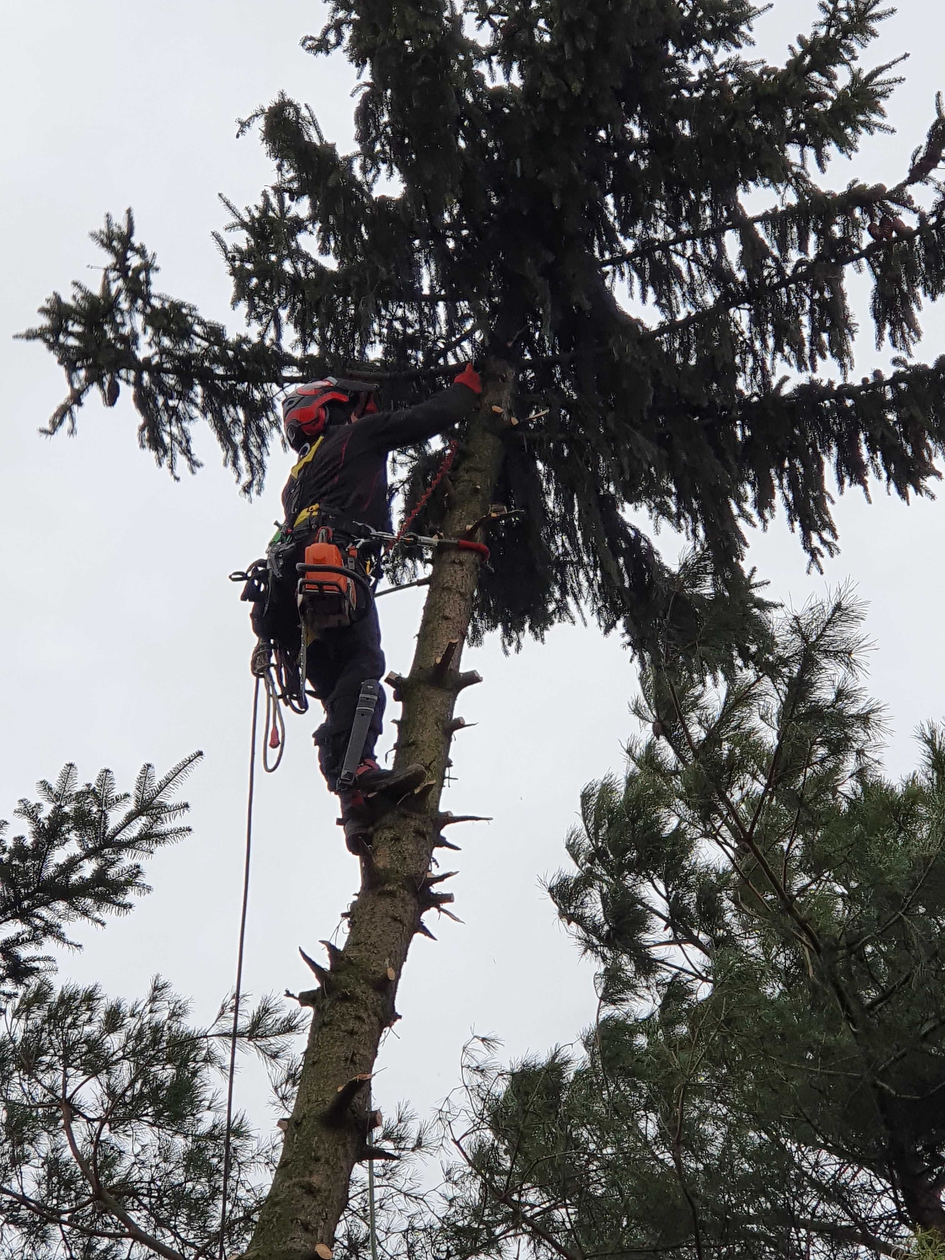 Wycinka drzew, przycinka,  Arborysta. Usługi rębakiem. Rębak