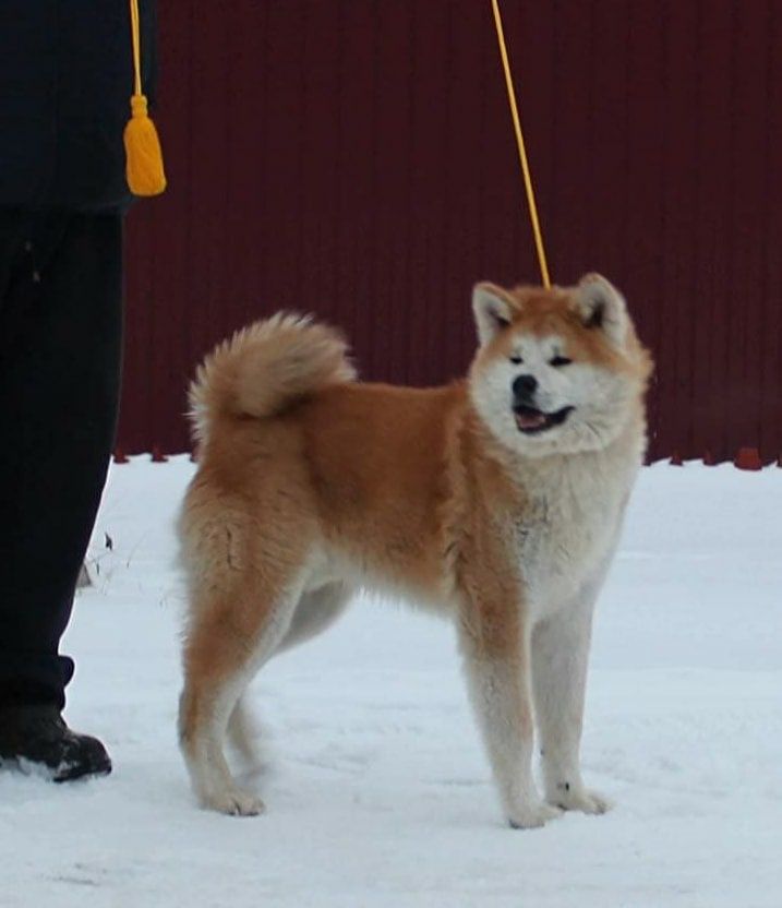 Akita inu -4 letni samiec FCI