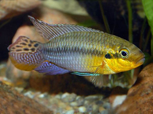 Pelvicachromis subocellatus moulondo