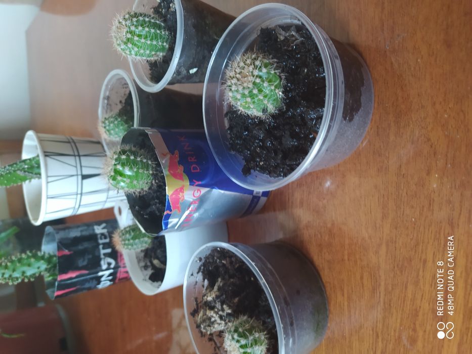 Кактуси кактуси кактуси